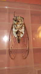 Lyristes plebejus