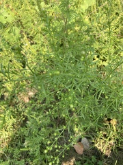 Lepidium densiflorum
