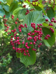 Viburnum dilatatum