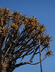 Aloidendron dichotomum