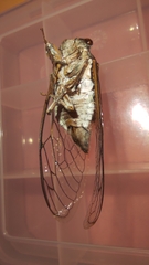 Lyristes plebejus