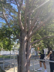 Taxus cuspidata