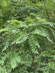 Rhus typhina
