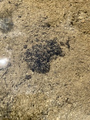Anura