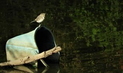 Motacilla alba alba