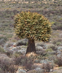 Aloidendron dichotomum