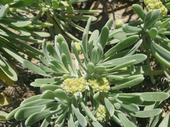 Tournefortia gnaphalodes