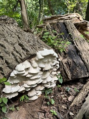 Trametes elegans