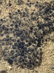 Anura