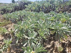 Tournefortia gnaphalodes