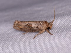 Acrolophus piger