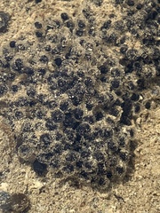 Anura