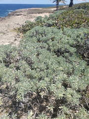 Tournefortia gnaphalodes