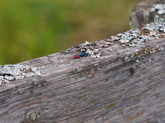 Chrysura