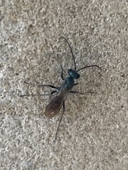 Auplopus carbonarius