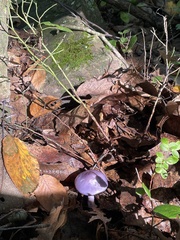 Cortinarius