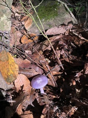 Cortinarius