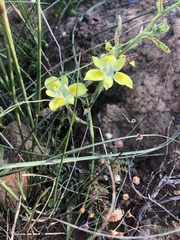 Moraea fugax