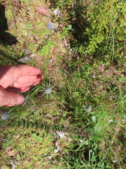 Eryngium integrifolium