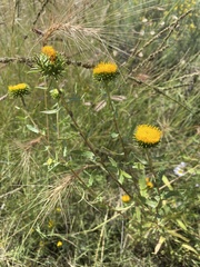 Grindelia nuda
