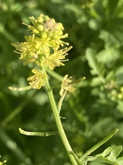 Rorippa