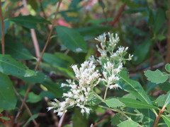 Eupatorium