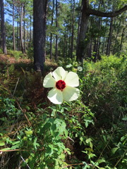 Hibiscus aculeatus