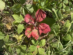 Parthenocissus