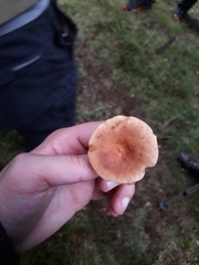 Lactarius subdulcis