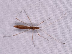 Jalysus