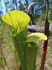 Sarracenia alata