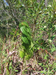 Boehmeria cylindrica