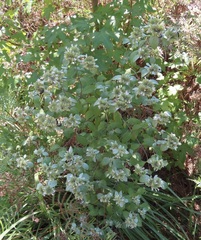 Pycnanthemum albescens