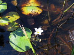 Nymphoides aquatica