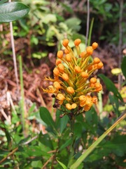 Platanthera chapmanii