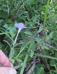 Ruellia humilis