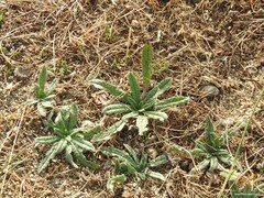 Echium vulgare