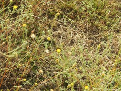Pulicaria paludosa