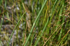 Equisetum laevigatum