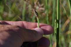 Equisetum laevigatum