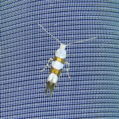 Argyresthia brockeella