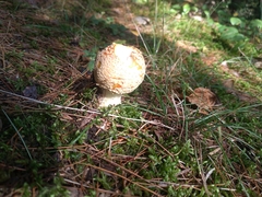 Amanita muscaria guessowii