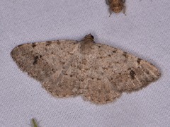 Frederickia nigricomma