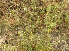 Pulicaria paludosa