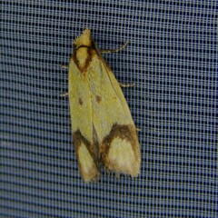 Agapeta zoegana