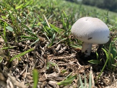 Agaricus campestris