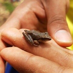 Craugastor metriosistus