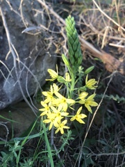 Bulbine