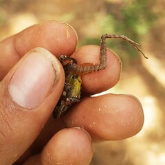Craugastor metriosistus