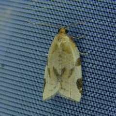 Paramesia gnomana